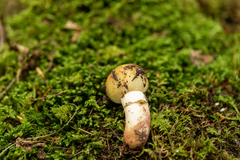 Russula granulata