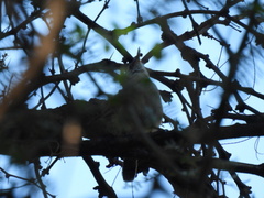 Thryomanes bewickii