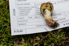 Russula granulata
