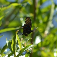 Limenitis arthemis arizonensis