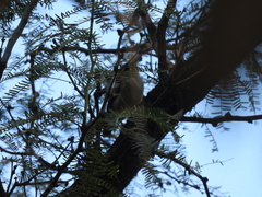 Thryomanes bewickii