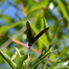Limenitis arthemis arizonensis