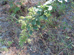 Lespedeza hirta