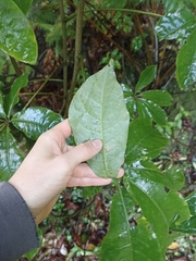 Schefflera digitata