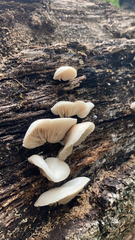 Crepidotus