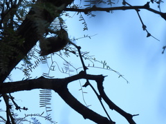 Thryomanes bewickii