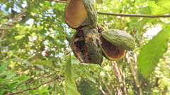 Tabernaemontana tomentosa