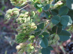 Lespedeza hirta