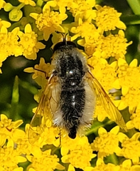 Bombyliini