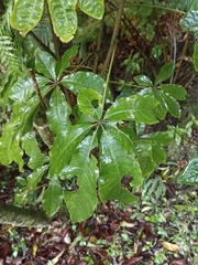 Schefflera digitata