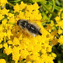 Bombyliini