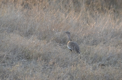 Eupodotis ruficrista