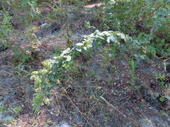 Lespedeza hirta