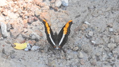 Doxocopa laure laure