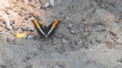 Doxocopa laure laure