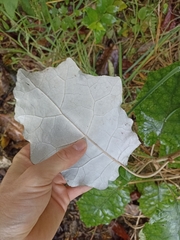 Brachyglottis repanda