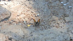 Doxocopa laure laure