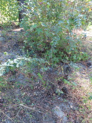Lespedeza hirta