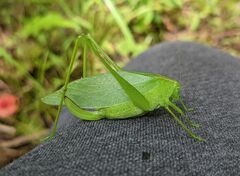Amblycorypha