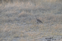 Eupodotis ruficrista