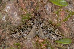 Crasilogia gressitti