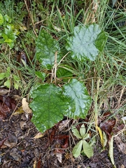 Brachyglottis repanda