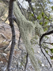 Usnea barbata