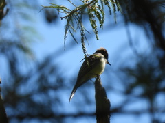 Myiarchus cinerascens