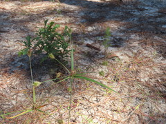 Cyperus plukenetii