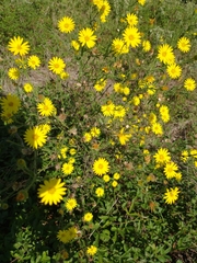 Bradburia pilosa