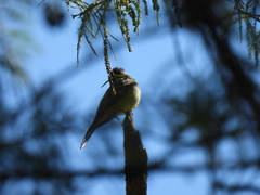 Myiarchus cinerascens