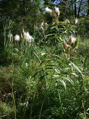 Asclepias incarnata