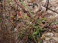 Cyperus plukenetii