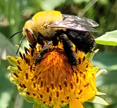 Centris caesalpiniae