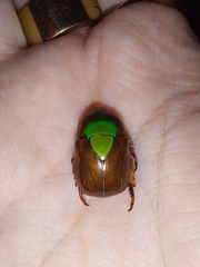 Calomacraspis haroldi