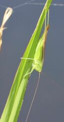 Conocephalus fasciatus