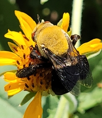 Centris caesalpiniae