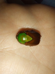 Calomacraspis haroldi