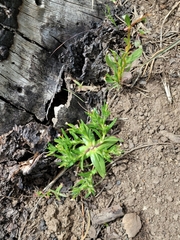 Microsteris gracilis