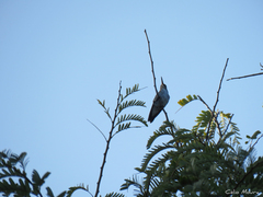 Chrysuronia leucogaster