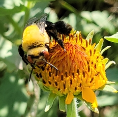 Centris caesalpiniae