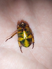 Calomacraspis haroldi