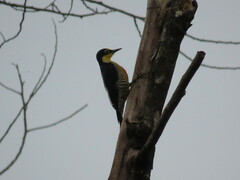 Melanerpes flavifrons