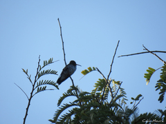 Chrysuronia leucogaster