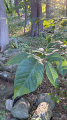Magnolia acuminata