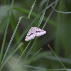 Frederickia nigricomma