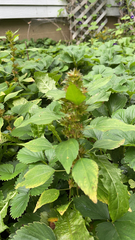 Fragaria × ananassa