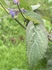Salvia connivens