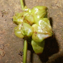 Ampelomyia vitiscoryloides