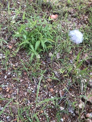 Ageratum corymbosum